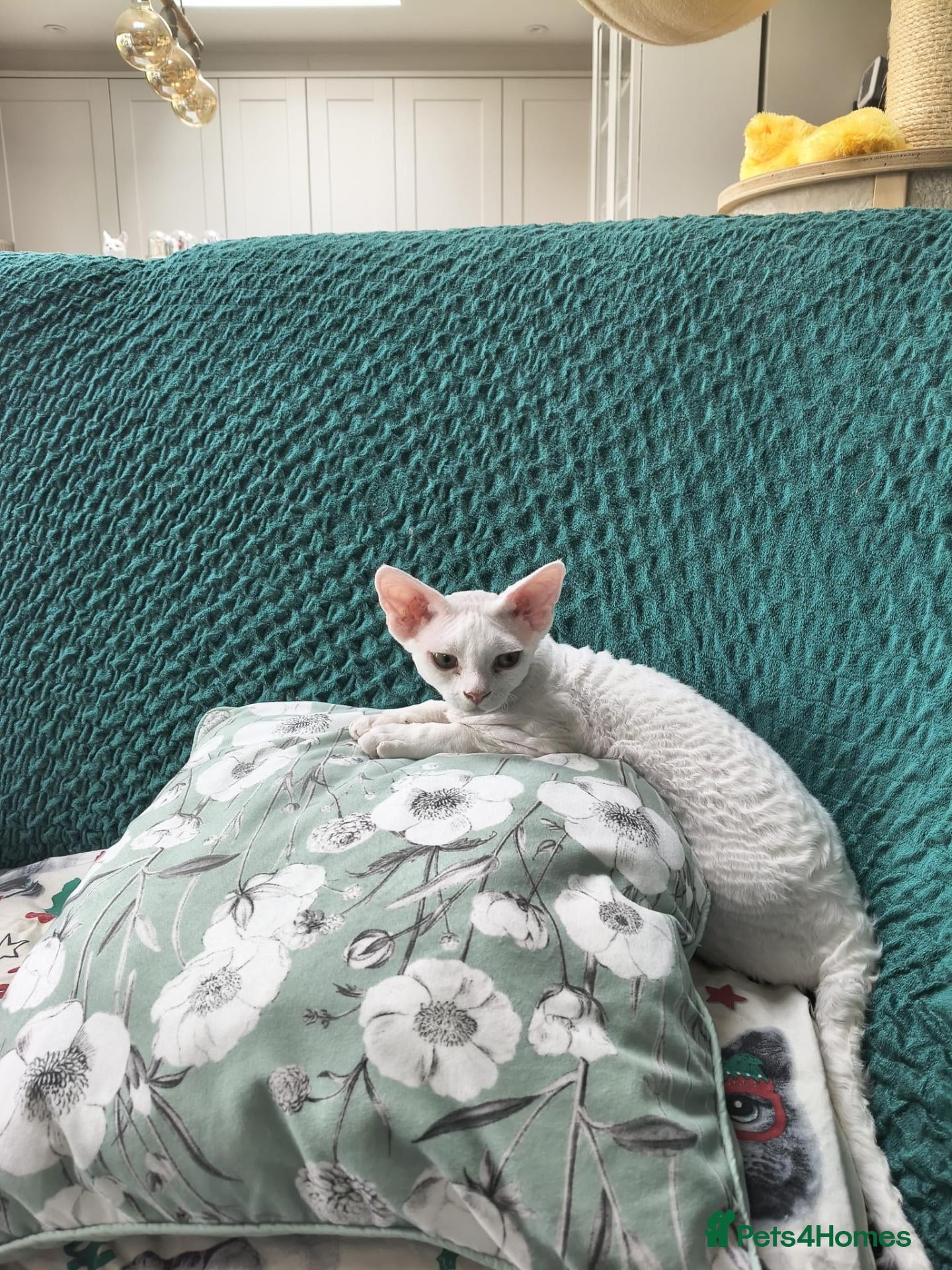 Devon Rex cats  FIFE registered Devon Rex – Spayed! Ready Now - Advert 2