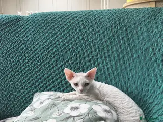 Devon Rex cats FIFE registered Devon Rex – Spayed! Ready Now - Advert 2