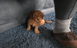 Cockapoo dogs for sale: 1 Beautiful Fox Red Boy Cockapoo Left  - Advert 20