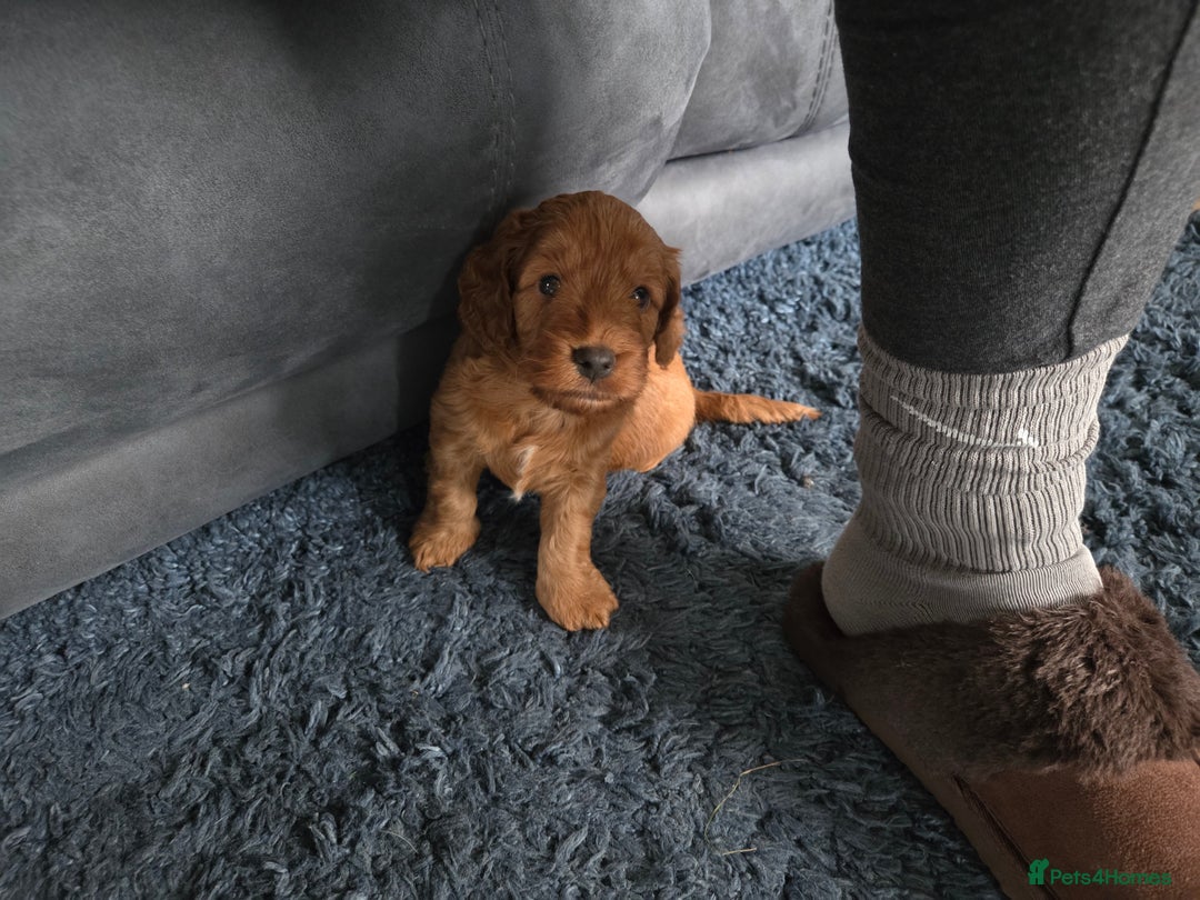 Cockapoo dogs for sale: 1 Beautiful Fox Red Boy Cockapoo Left  - Advert 20