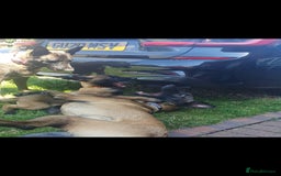 Belgian Shepherd Dog dogs for sale: Belgian Malinois.1girl and 1 boy left.Reduced £ in Peterborough - Image 21