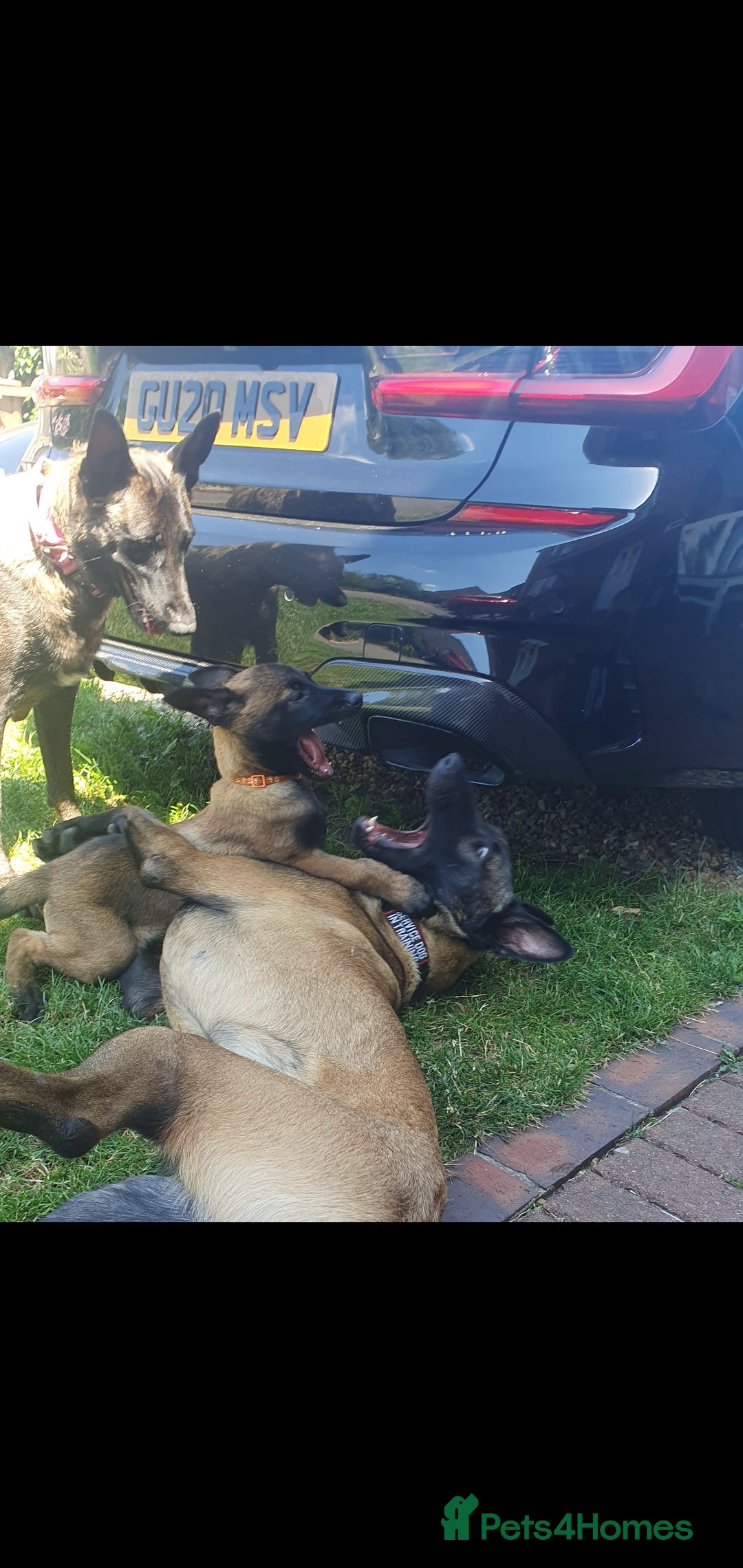 Belgian Shepherd Dog dogs for sale: Belgian Malinois.1girl and 1 boy left.Reduced £ in Peterborough - Image 21