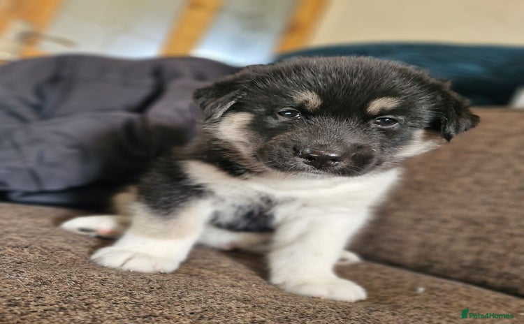 Mixed Breed dogs - Advert 1