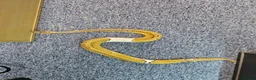 Python Snake reptiles for sale: Royal pythons - Advert 2