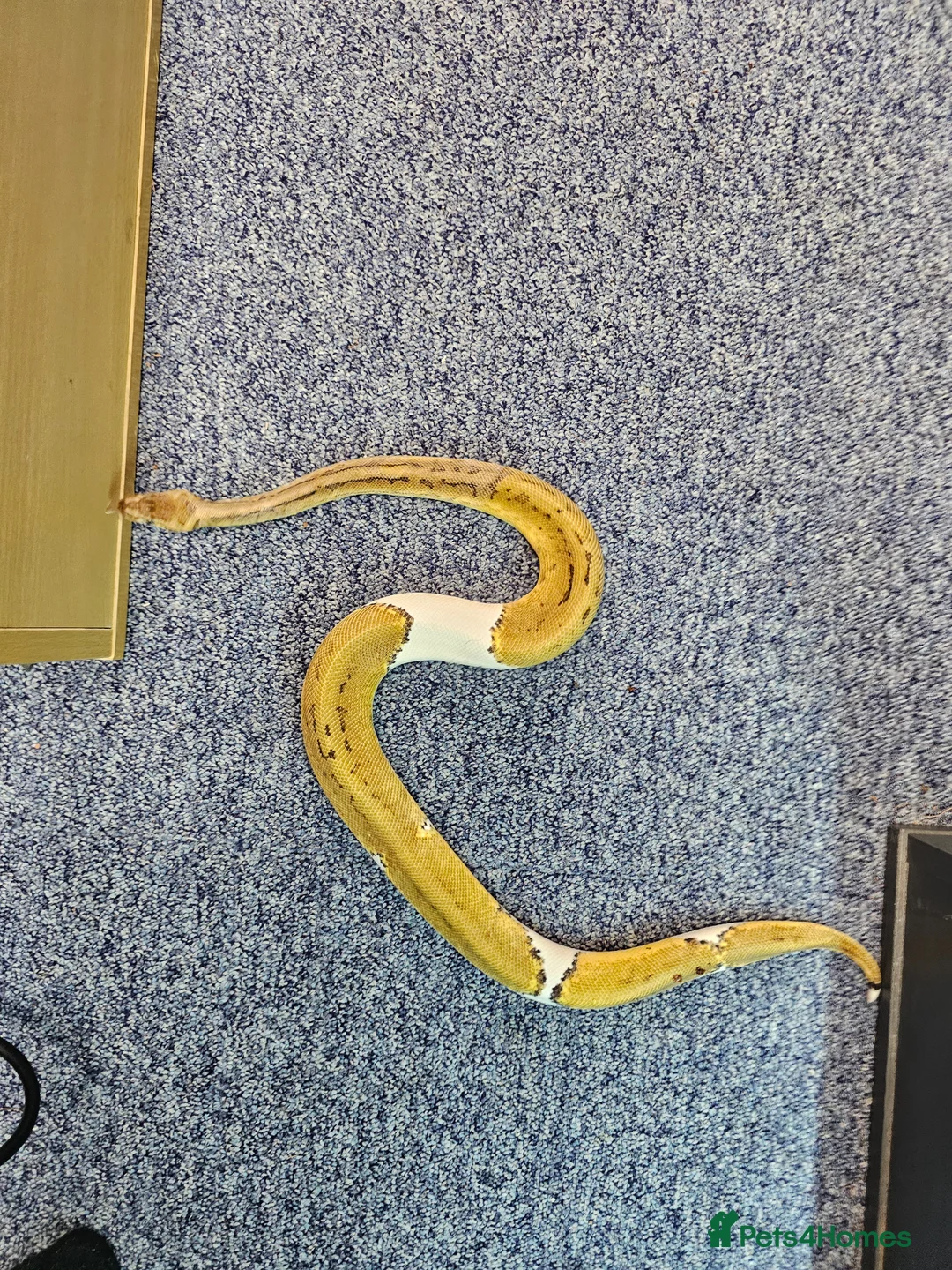 Python Snake reptiles for sale: Royal pythons - Advert 2