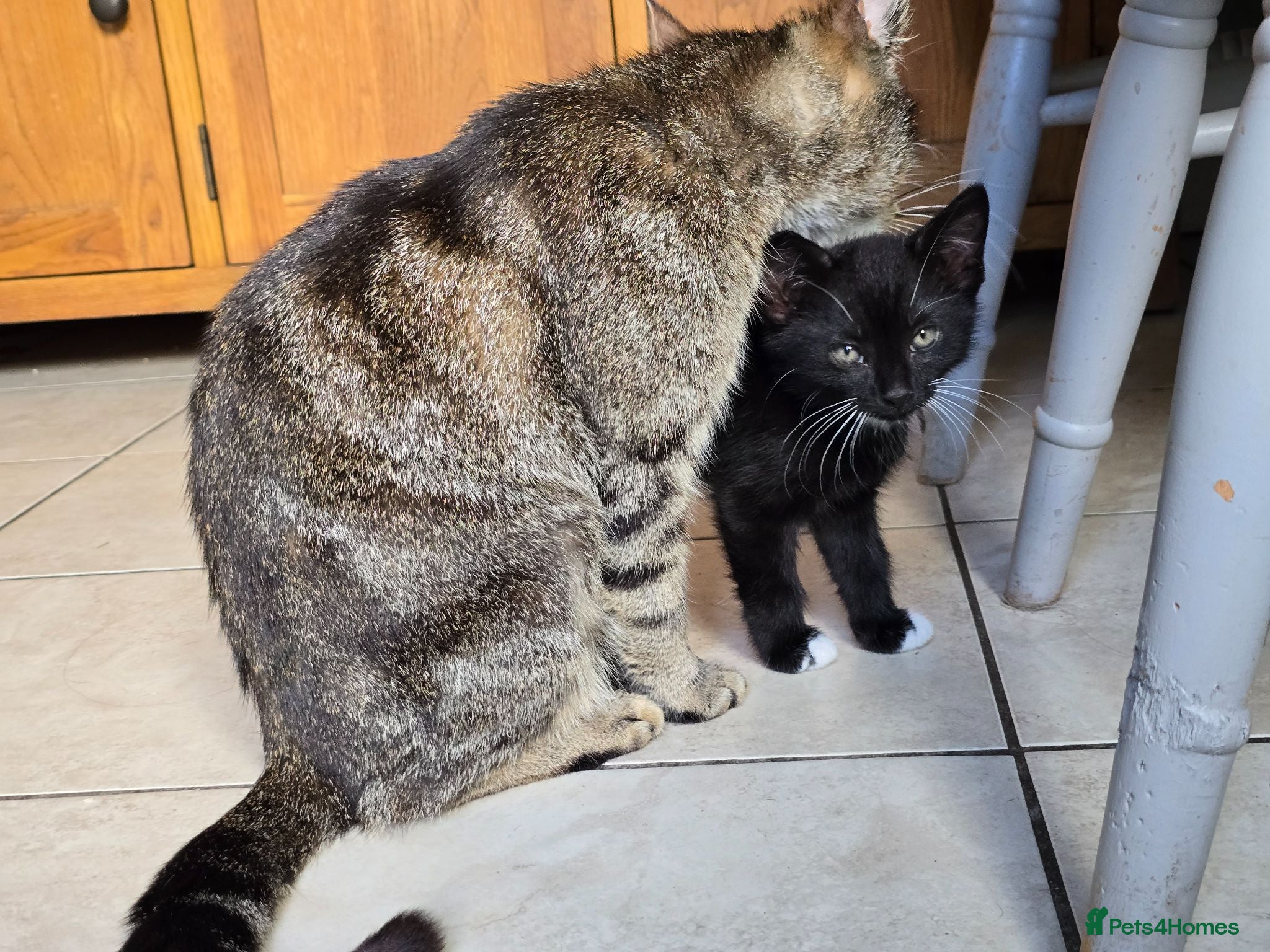 Mixed Breed cats Readvertised - Advert 1