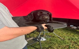 Labradoodle dogs for sale: Labradoodle  - Image 19