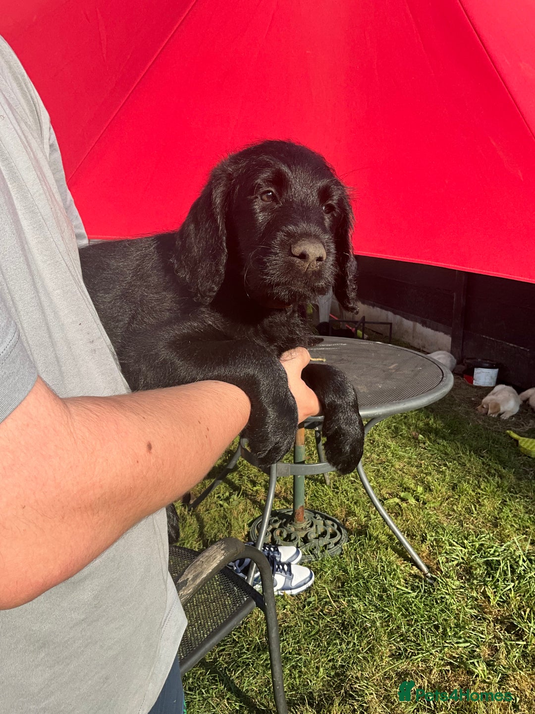 Labradoodle dogs for sale: Labradoodle  - Image 19