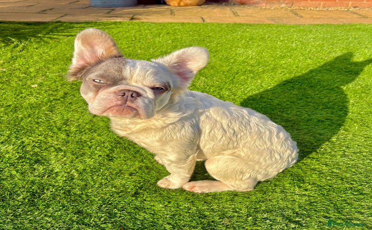 French Bulldog dogs - Advert 4
