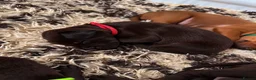 Mixed Breed dogs for sale: Irish setter cross Doberman puppies - Advert 10