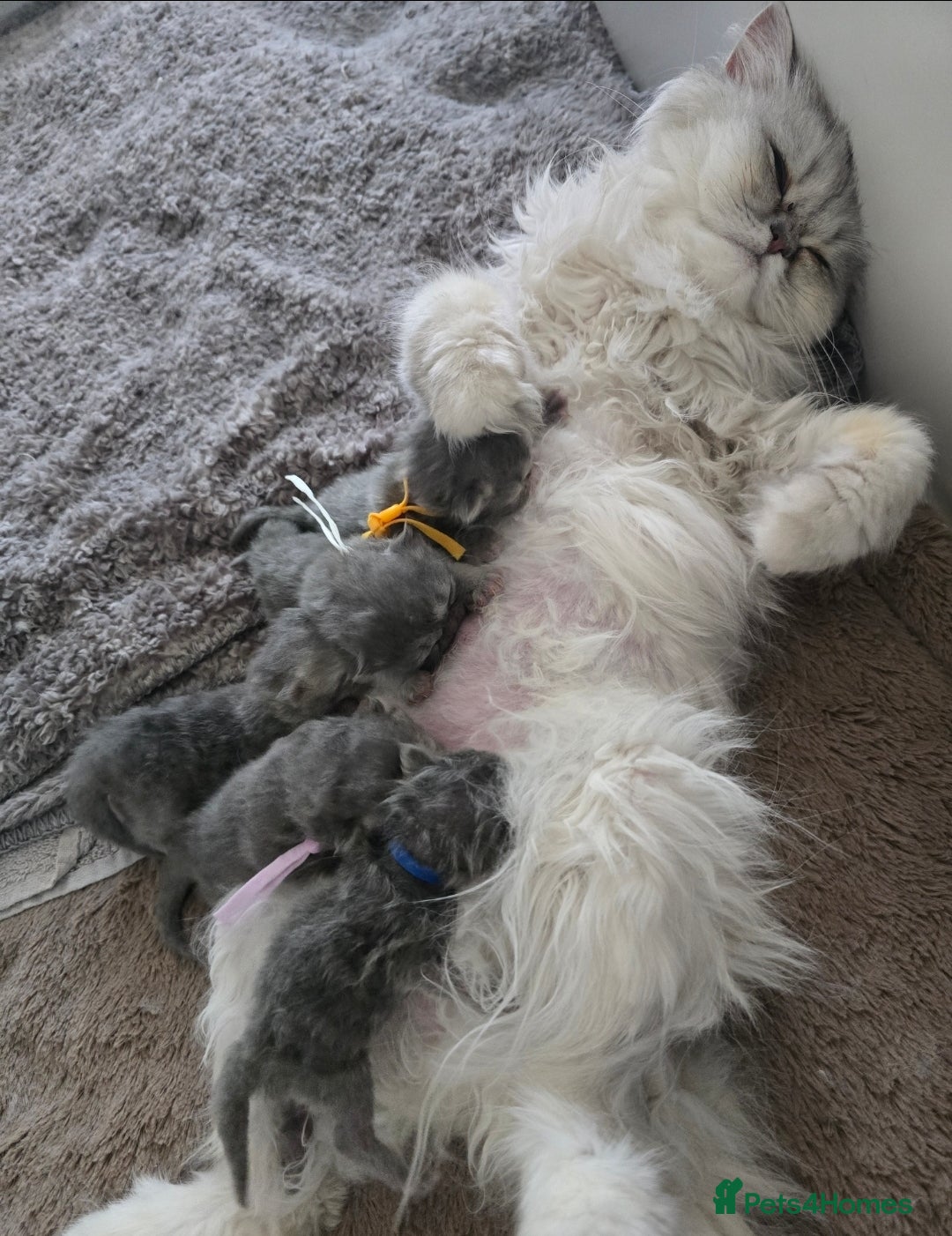 Persian cats for sale: Persians  - Image 2