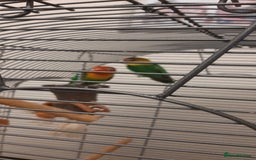 Lovebirds birds for sale: Birds - Image 1