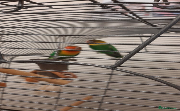 Lovebirds birds - Advert 1