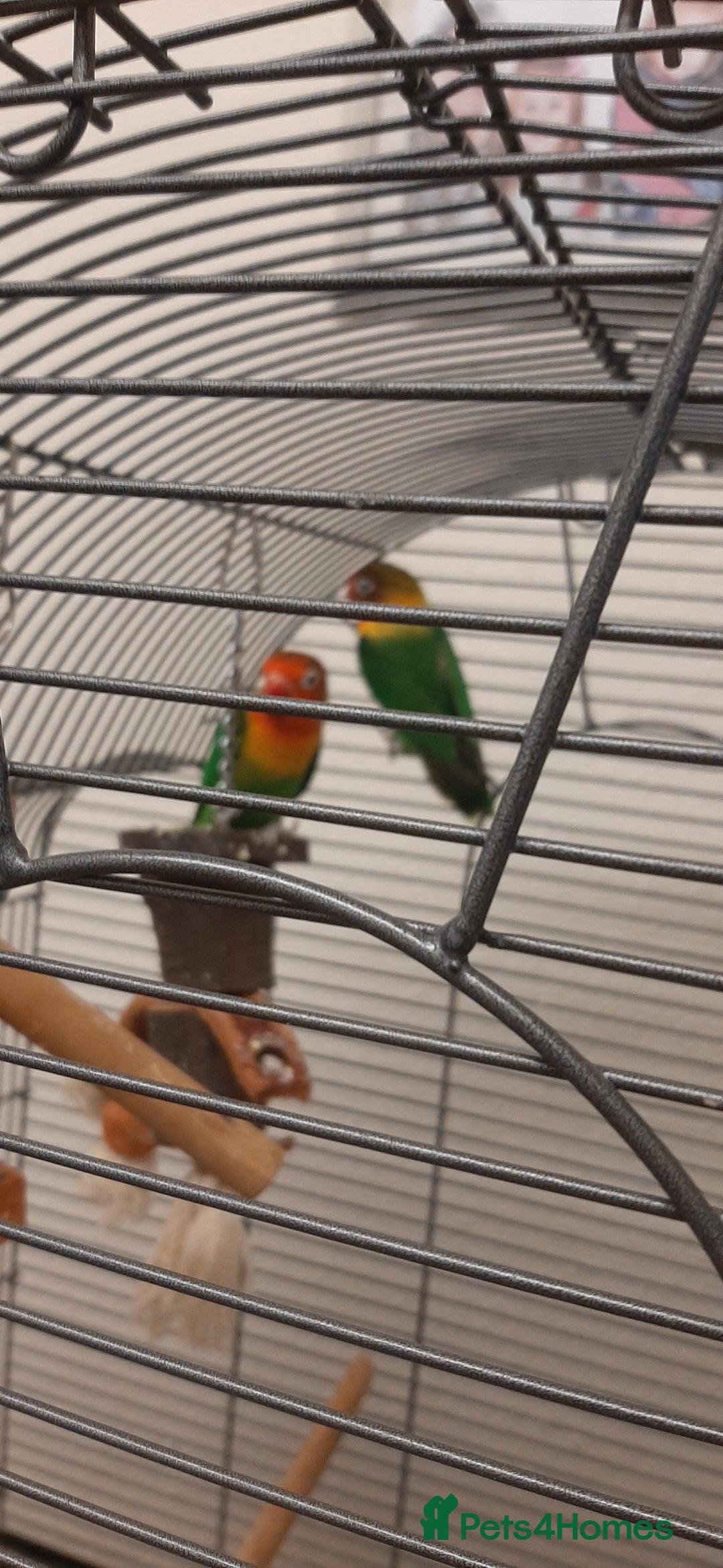 Lovebirds birds for sale: Birds - Image 1