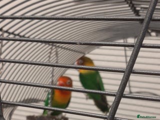 Lovebirds birds - Advert 10