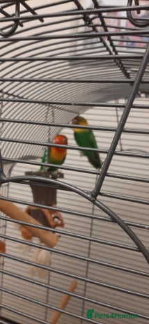 Lovebirds birds - Advert 1