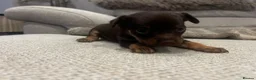 Russian Toy Terrier dogs for sale: RUSSIAN TOY TERRIERS  - Advert 16