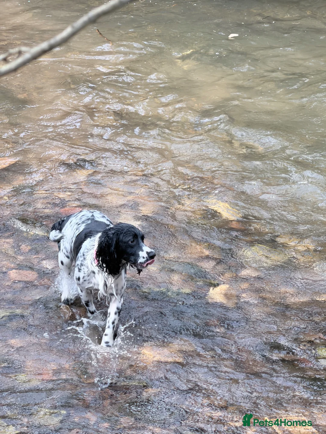 English Springer Spaniel dogs for sale: English springer spaniel pups, docked and KC reg - Advert 15
