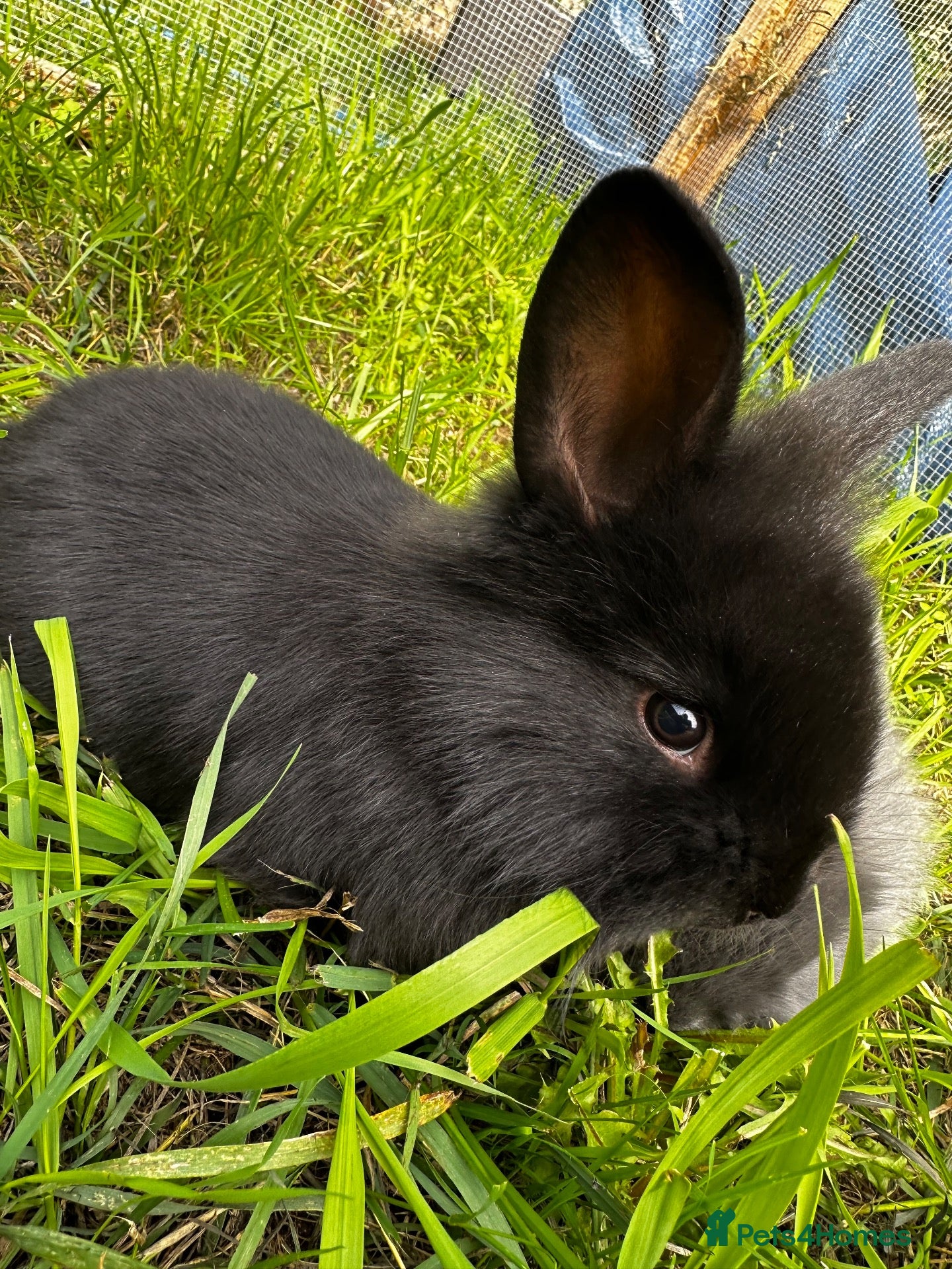 Mixed Breed rabbits Mixed baby rabbits born 19/08/26 - Advert 8