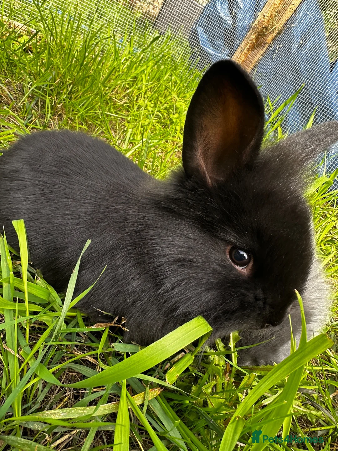 Mixed Breed rabbits for sale: Mixed baby rabbits born 19/08/26 - Advert 1
