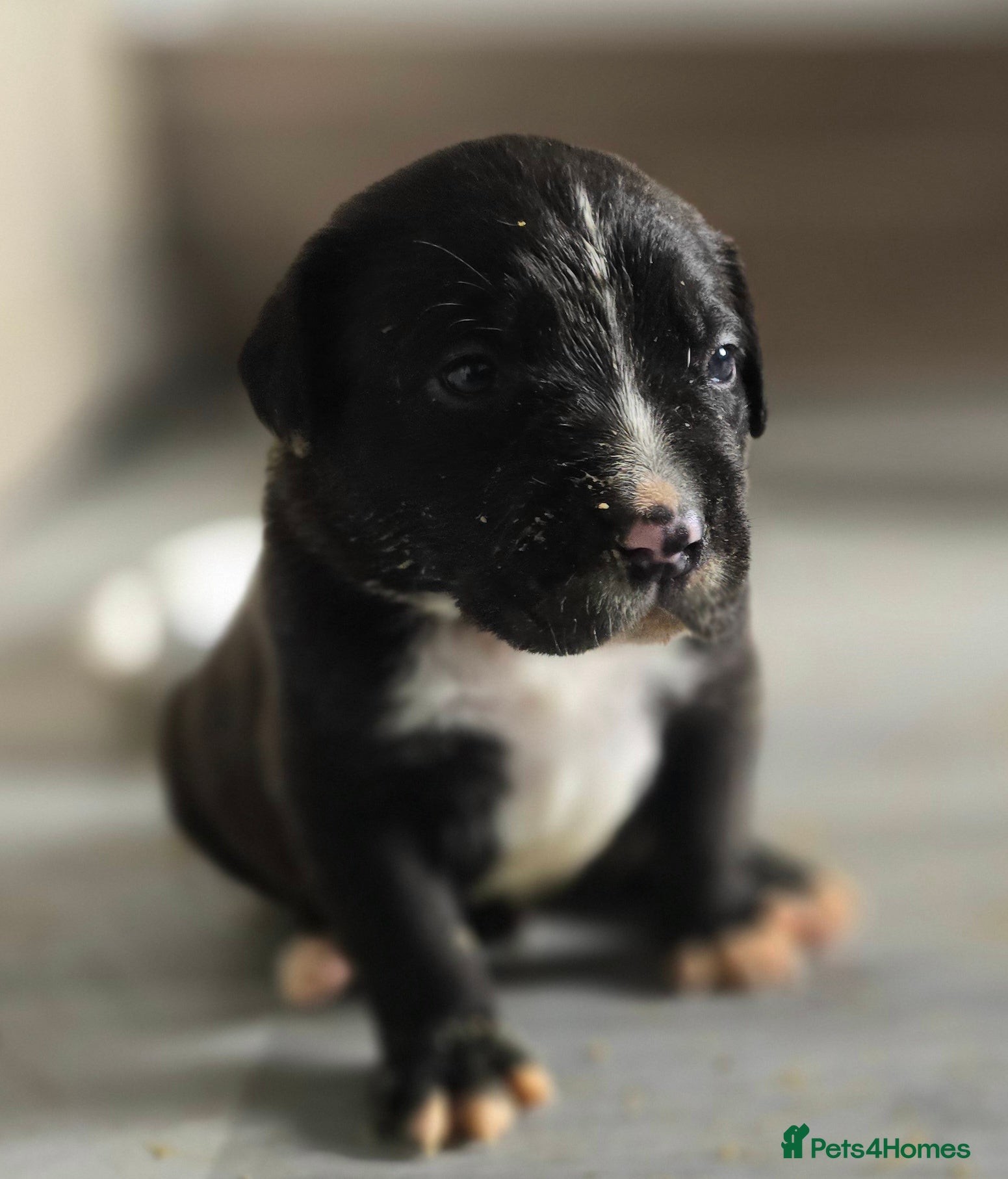 Mixed Breed dogs for sale: Beautiful Staffador/Labrastaff Puppies - Advert 2