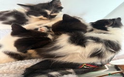 British Longhair cats for sale: Fluffy beautiful kitties  - Image 2
