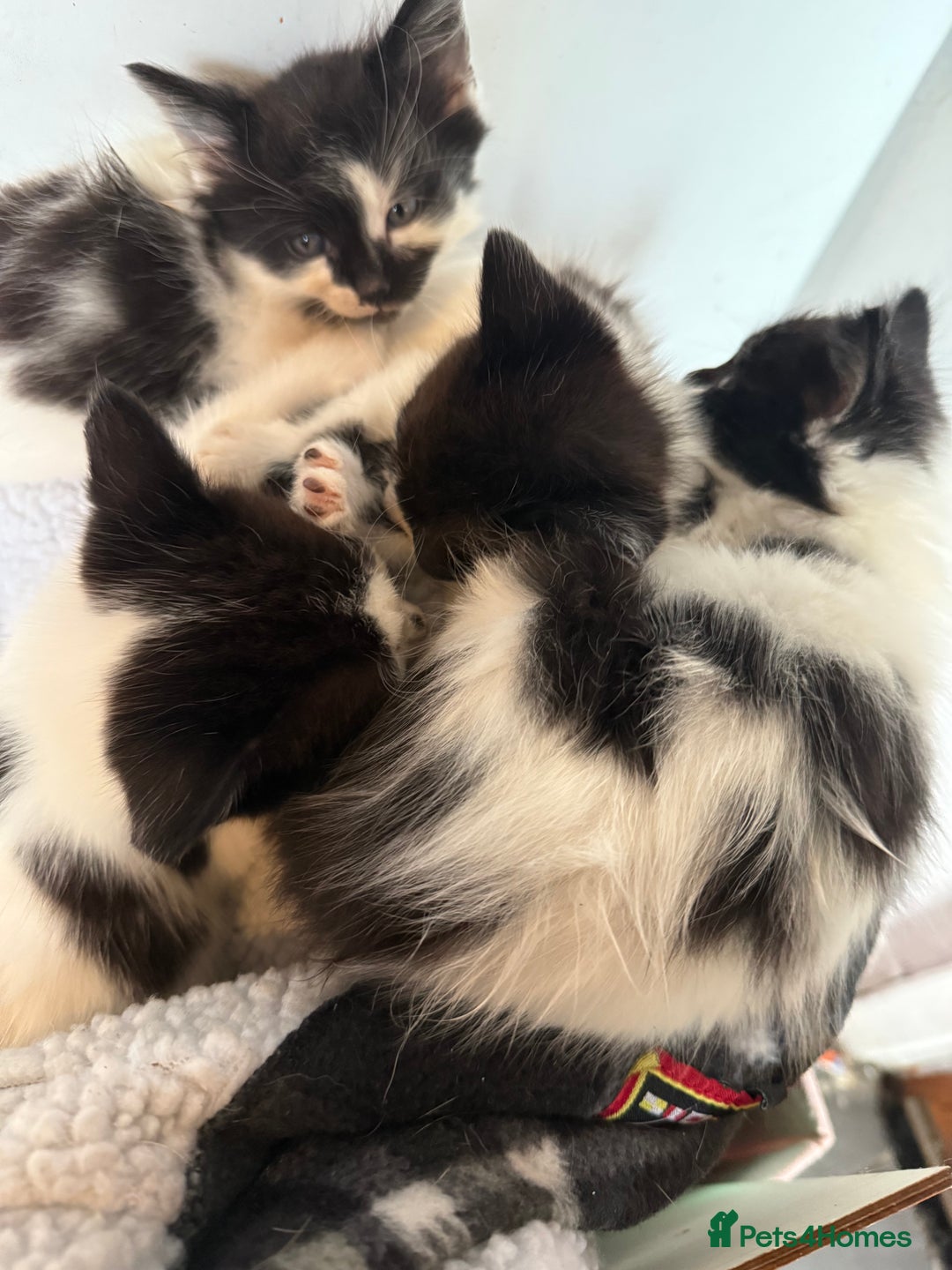 British Longhair cats for sale: Fluffy beautiful kitties  - Image 2