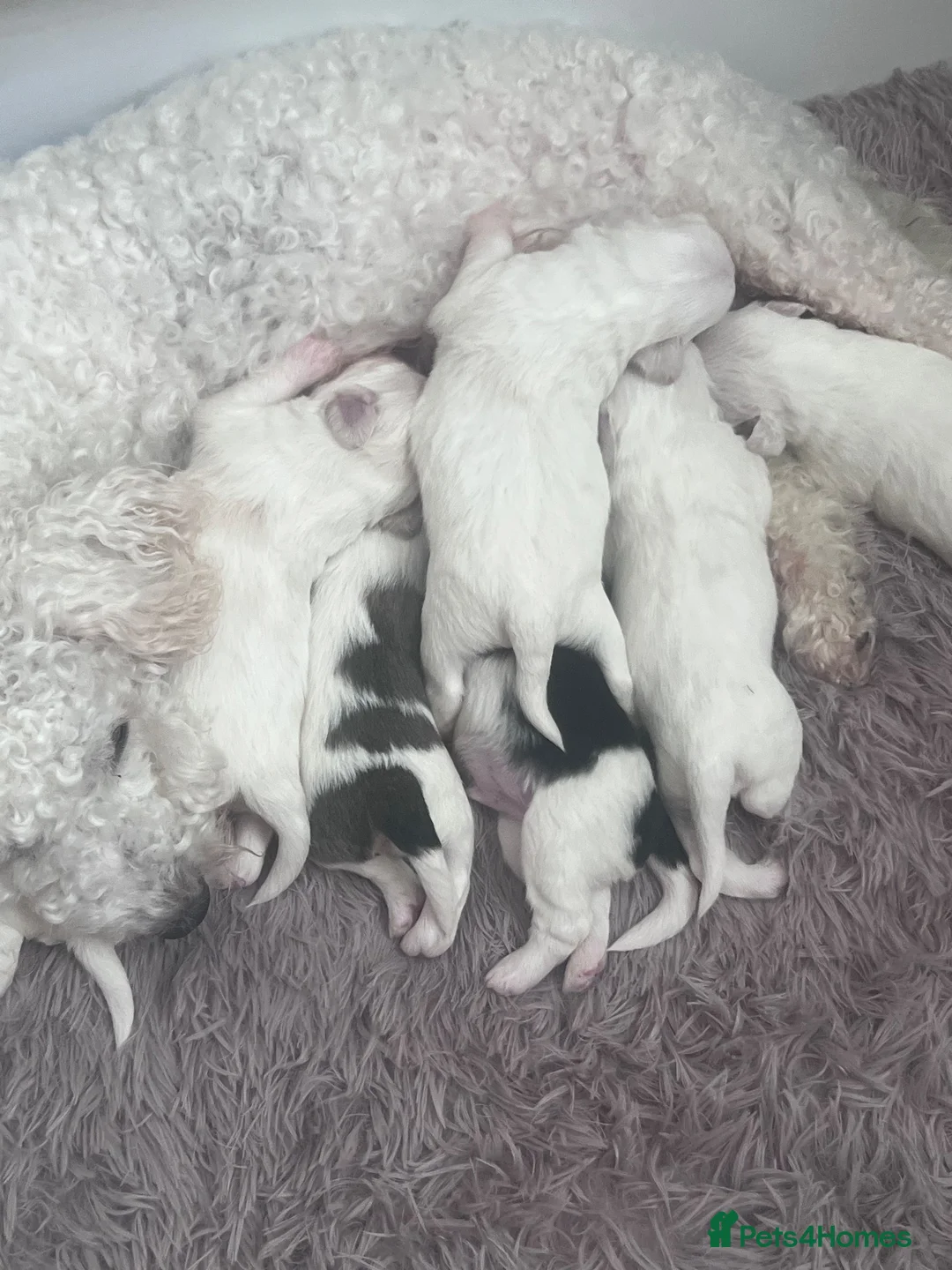 Cavachon dogs for sale: Cavachon  - Advert 3