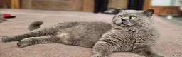 British Shorthair cats for sale: Blue British Shorthair boy 11 years - Advert 5