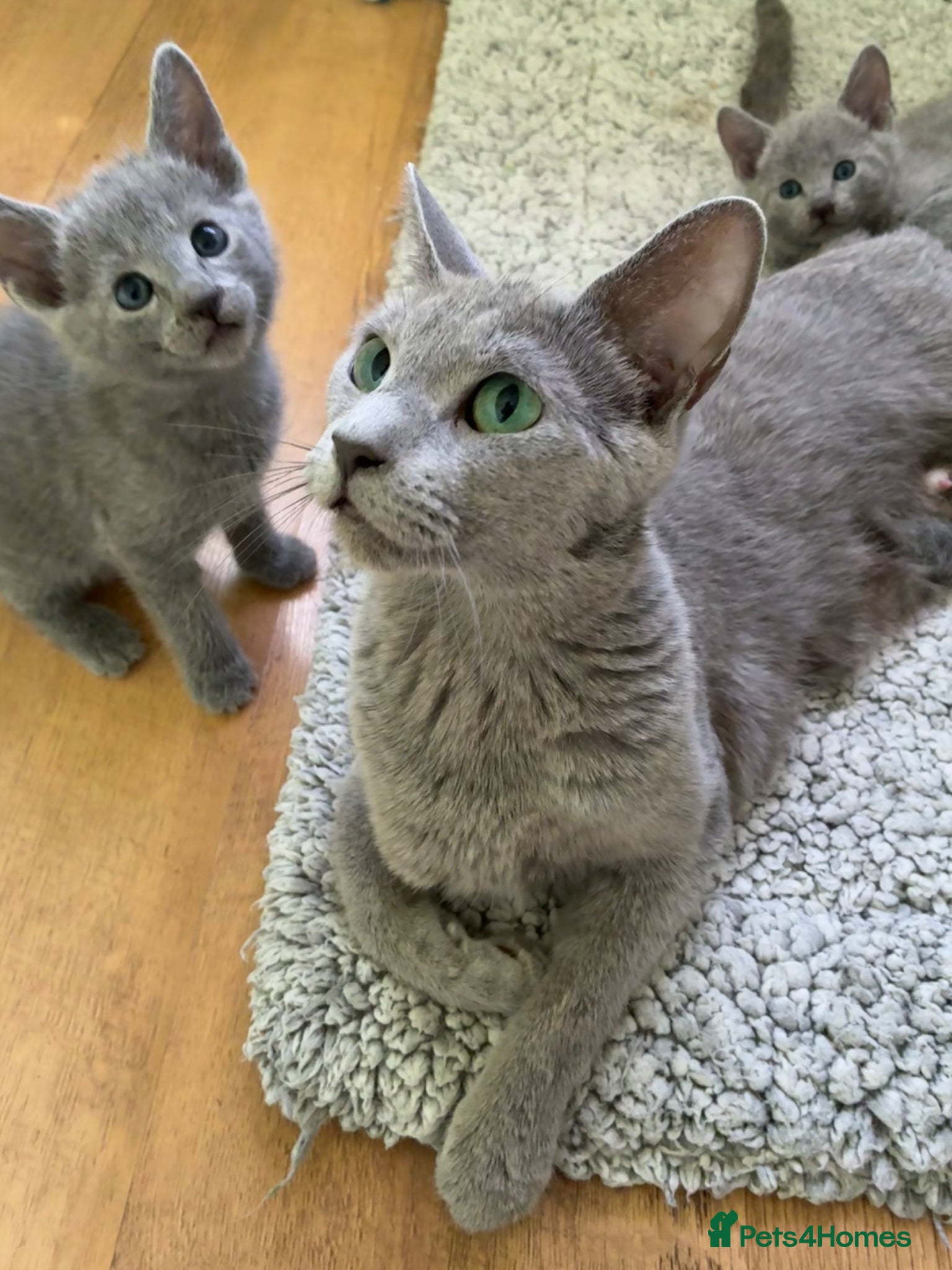Russian Blue cats TICA 5* pedigree Russian blue kittens  - Advert 5