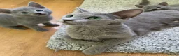 Russian Blue cats for sale: TICA 5* pedigree Russian blue kittens  - Advert 4