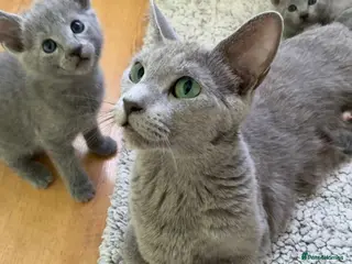 Russian Blue cats TICA 5* pedigree Russian blue kittens - Advert 3