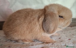 Mini Lop rabbits for sale: Mini lop kits - Image 5