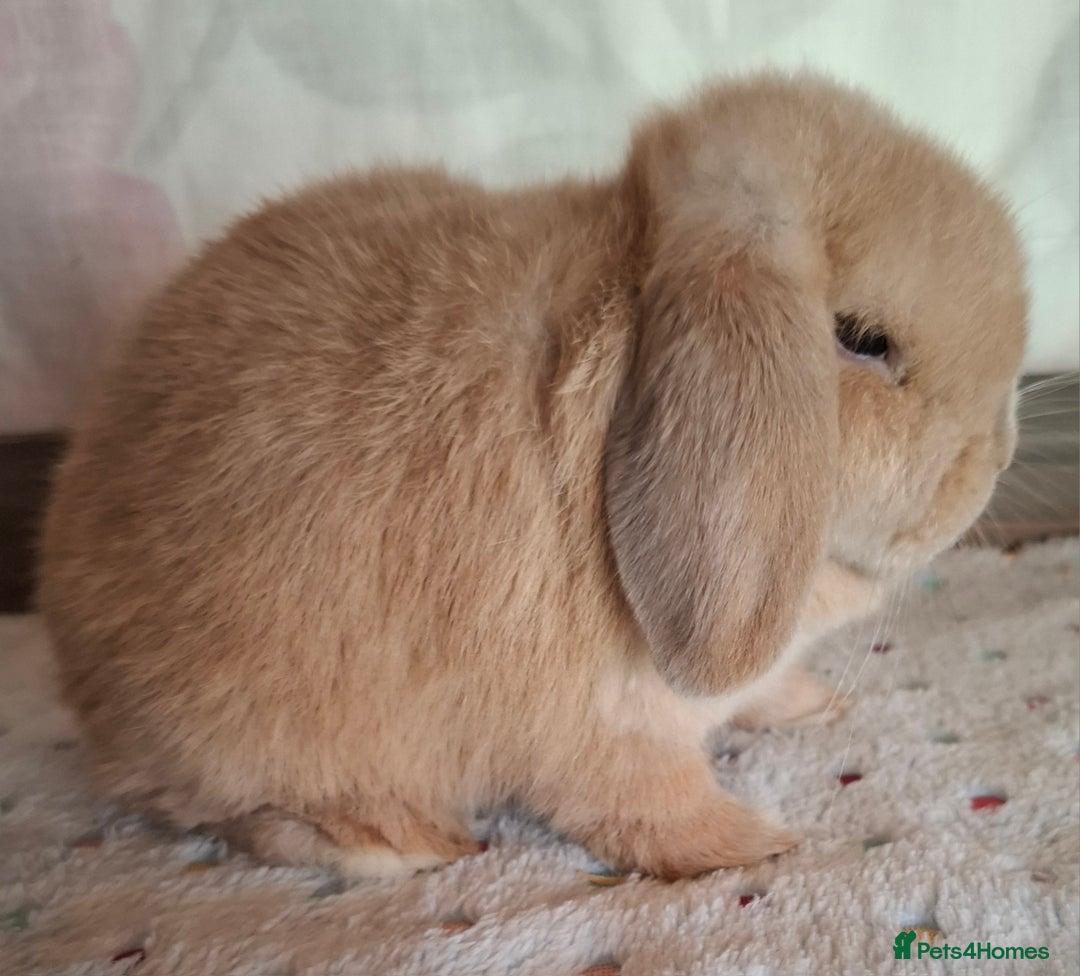 Mini Lop rabbits for sale: Mini lop kits - Image 5