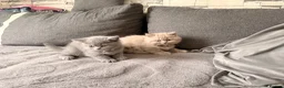 British Shorthair cats for sale: Left 1 female fluffy British shorthair kitty!!!… - Advert 9