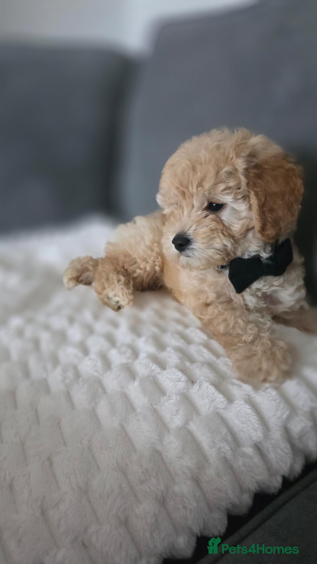 Maltipoo dogs for sale: Gorgeous maltipoo puppies 1 boy left - Advert 2