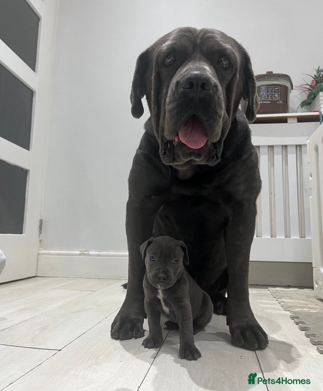 Cane Corso dogs for sale: Male cane corso puppy  - Image 6