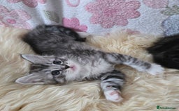 Maine Coon cats for sale: Stunning GCCF Maine Coon babies - Image 2