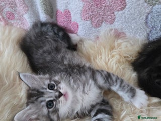 Maine Coon cats - Advert 6