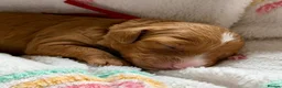 Cockapoo dogs for sale: 6x Toy Cockapoo Pups  - Advert 3