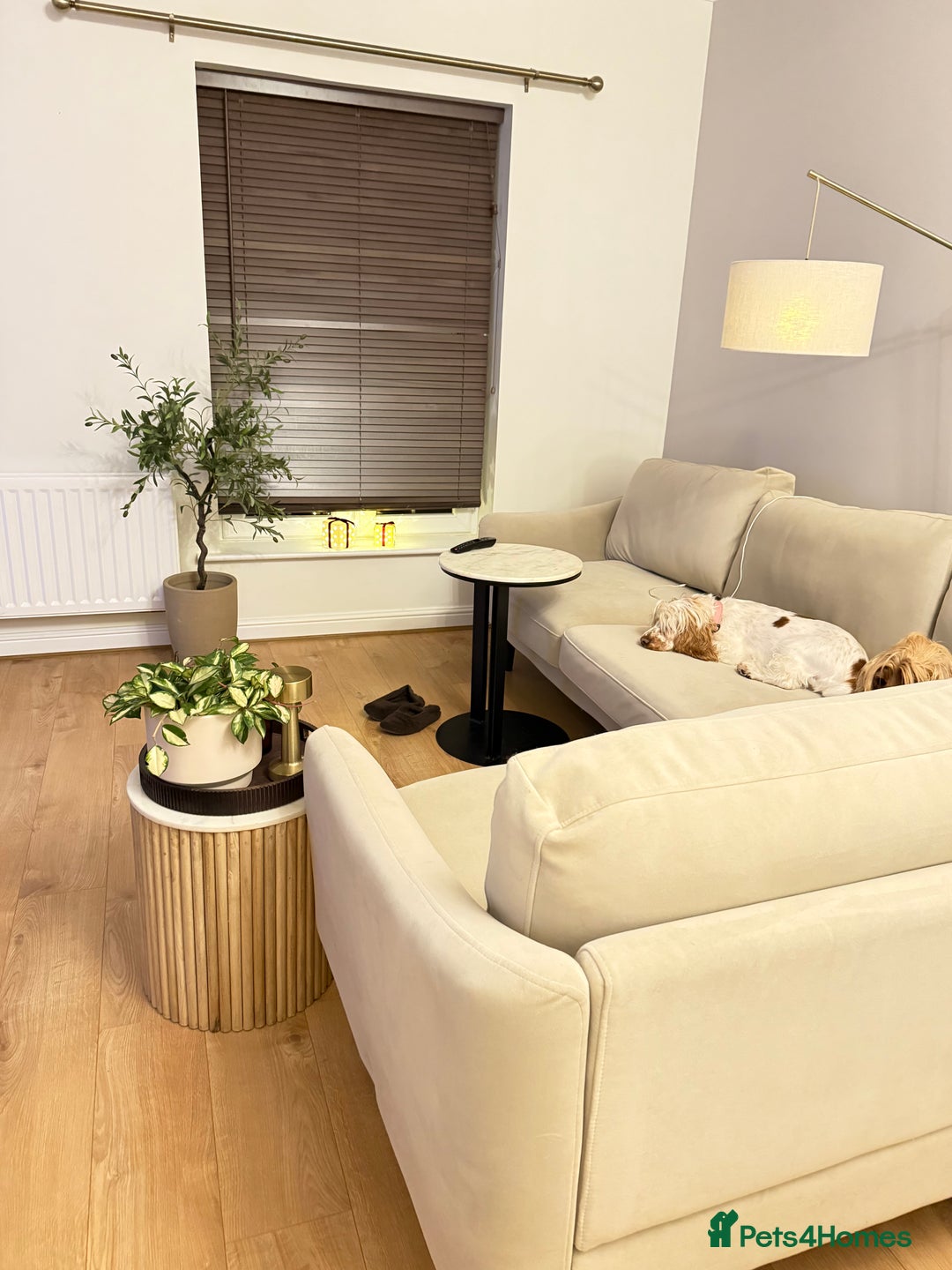 Cocker Spaniel dogs for sale: Lovely girl for rehome  - Advert 13