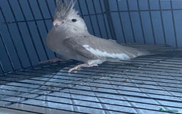 Cockatiels birds for sale: Male cockatiel  - Image 1
