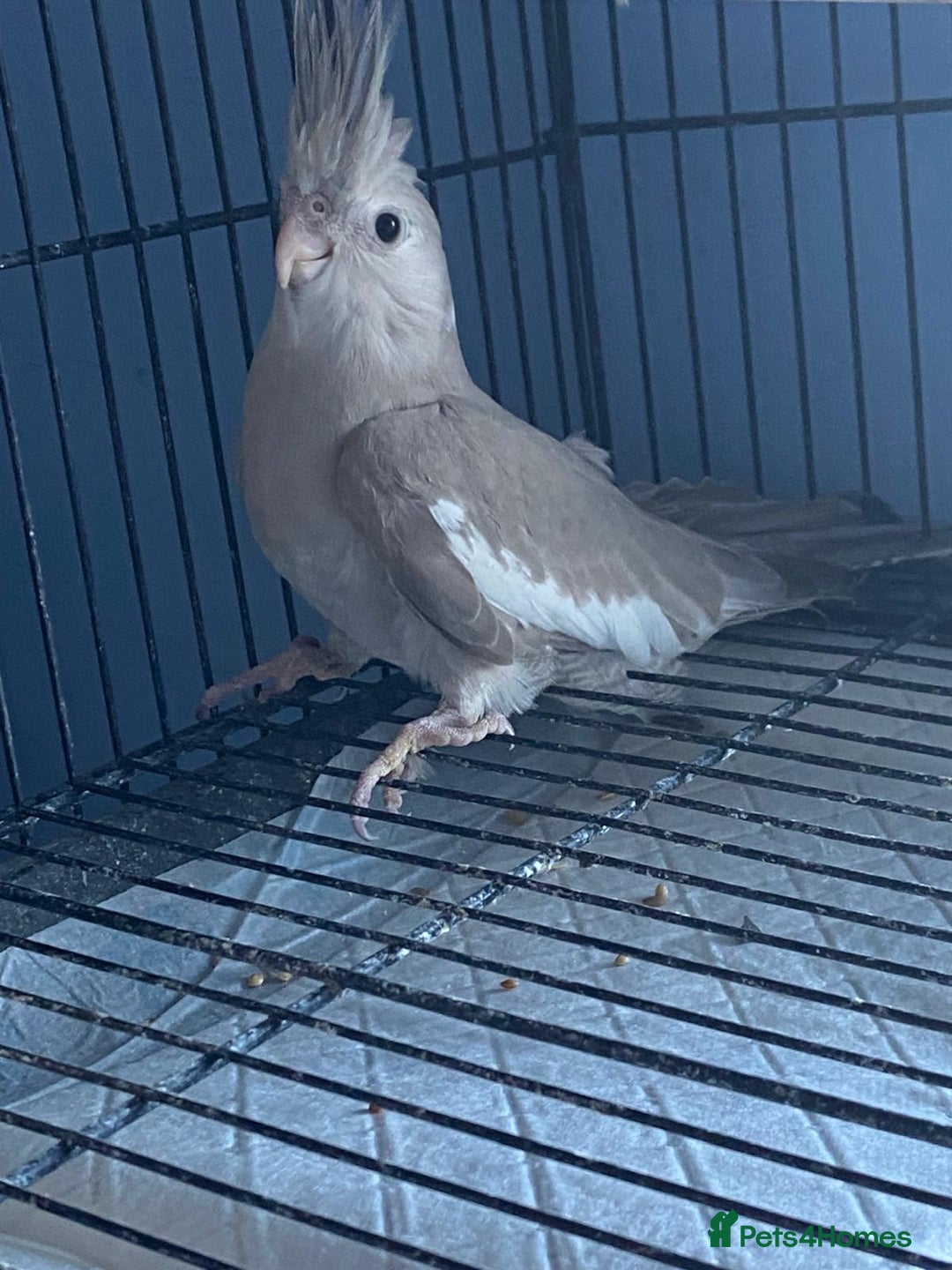 Cockatiels birds for sale: Male cockatiel  - Image 1