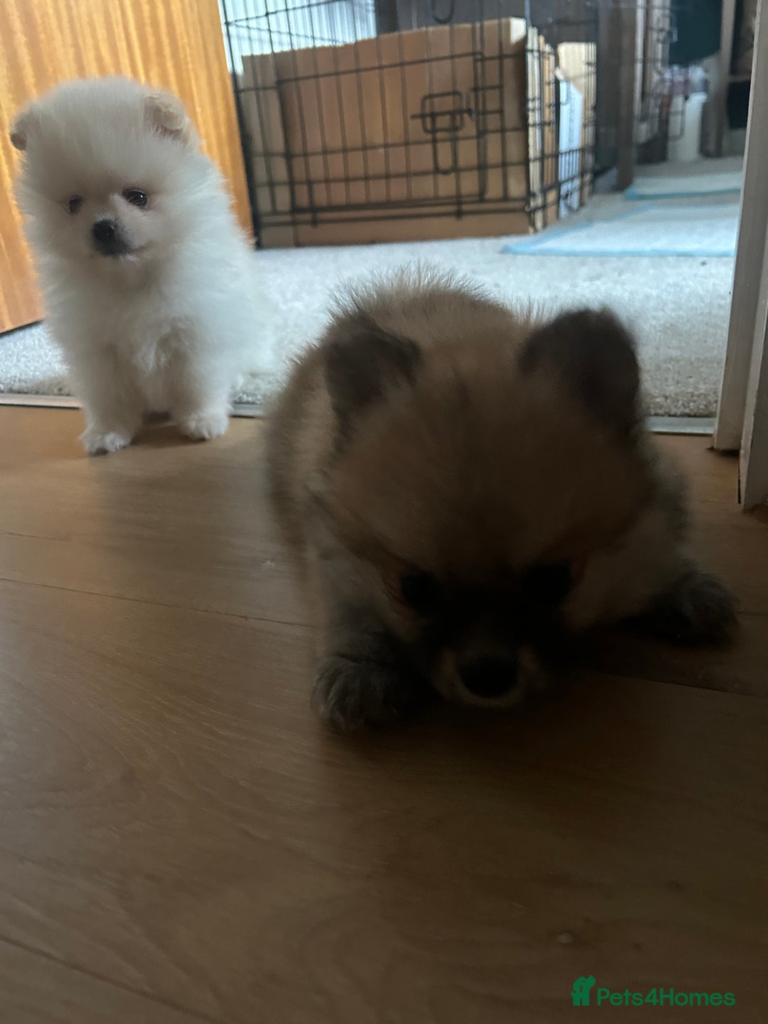 Pomeranian dogs for sale: Ready now***tiny teddy faced Pomeranian baby’s.  - Advert 29