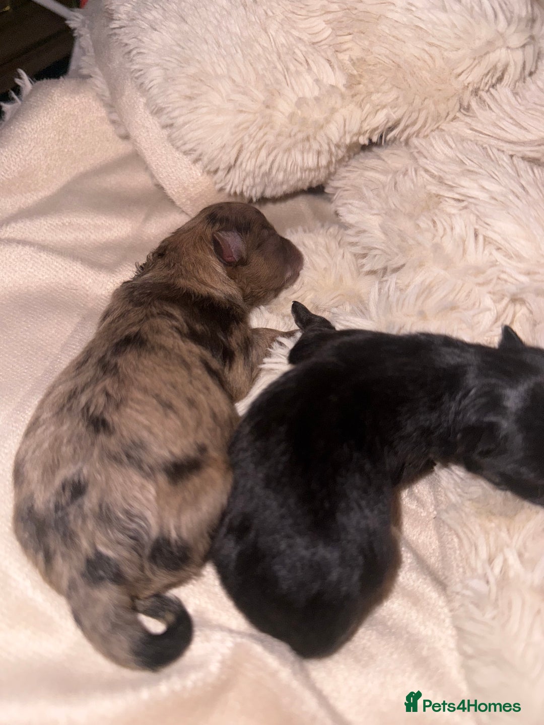 Pomeranian dogs for sale: RUSSIAN 🇷🇺 BLOODLINE MICRO / XXS BLACK POM GIRL  - Image 7