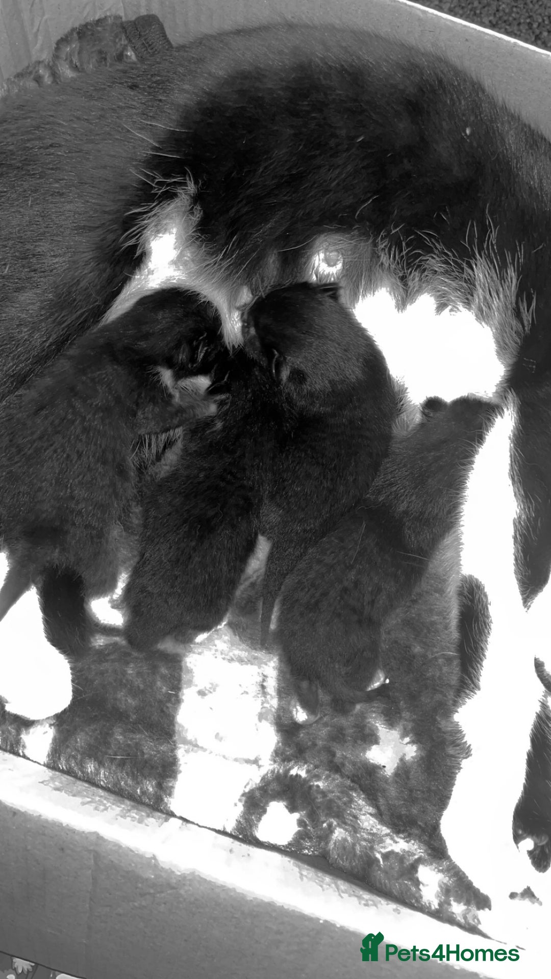 Mixed Breed cats for sale: Black&White kittens - Advert 3