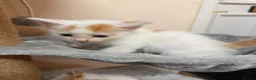 Mixed Breed cats for sale: 4 Gorgeous Kittens - Advert 7