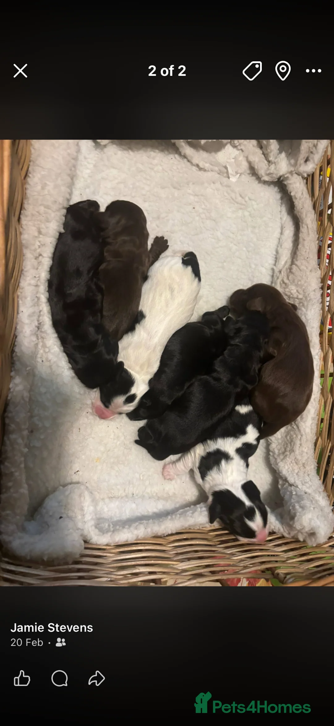 Cockapoo dogs for sale: Cockapoo puppies - Advert 11