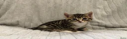 Bengal cats for sale: Bengal Kittens in West Bromwich - Advert 7