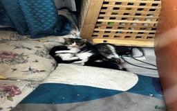 Maine Coon cats for sale: Unique Maine Coon Cross Kittens - Image 5